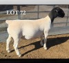 1 X DORPER T5 EWE MICKEY PHILLIPS DORPERS