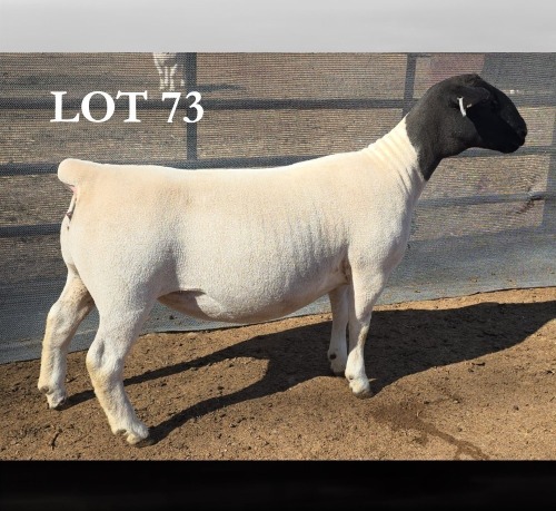 1 X DORPER T5 PREGNANT EWE MICKEY PHILLIPS DORPERS