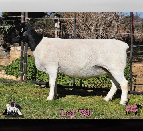 1 X DORPER T4 PREGNANT EWE PINK SHEEP DORPERS