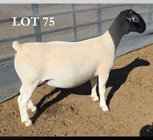 1 X DORPER T5 PREGNANT EWE MICKEY PHILLIPS DORPERS