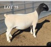 1 X DORPER T5 PREGNANT EWE MICKEY PHILLIPS DORPERS