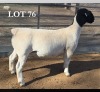 1 X DORPER T5 PREGNANT EWE MICKEY PHILLIPS DORPERS