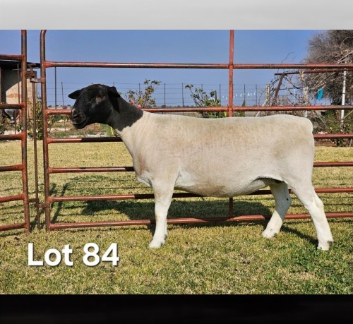 1 X DORPER T4 EWE LUKAS BURGER DORPERS
