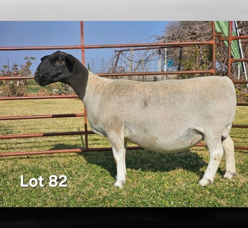 1 X DORPER T4 PREGNANT EWE LUKAS BURGER DORPERS