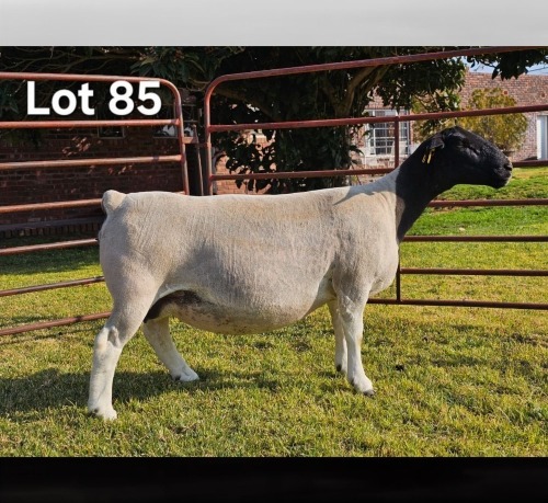 1 X DORPER T5 PREGNANT EWE LUKAS BURGER DORPERS
