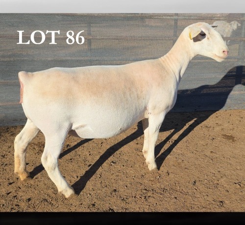 1 X WIT DORPER T3 PREGNANT EWE MICKEY PHILLIPS WIT DORPERS