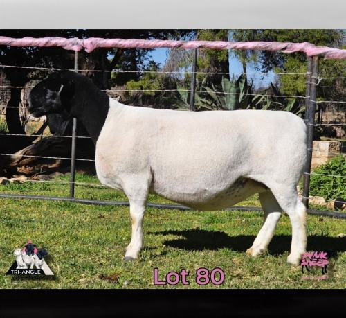 1 X DORPER T4 PREGNANT EWE PINK SHEEP DORPERS