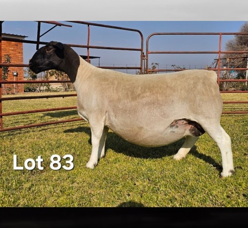 LOT 83 1X DORPER EWE LUKAS BURGER DORPERS VAT: YES TAG: 1677-23-125 BIRTH DATE: 18/12/2023 BIRTH STATUS: 2 SIRE: Junior MOTHER: 21-31 PREGNANCY STATUS: WITH RAM LAMB NOTE:
