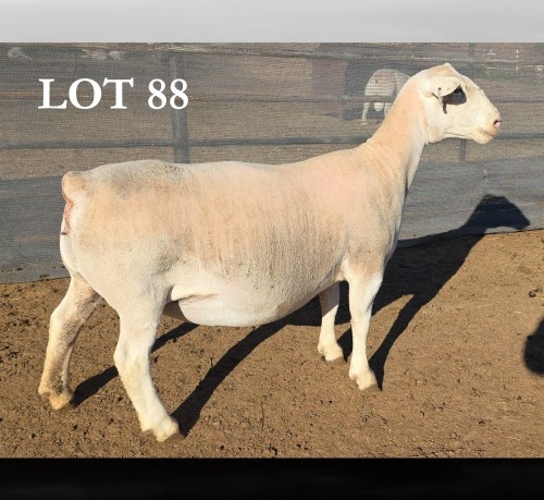 1 X WIT DORPER T5 PREGNANT EWE MICKEY PHILLIPS WIT DORPERS