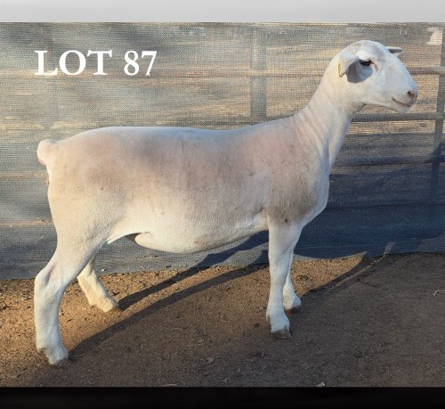 1 X WIT DORPER T5 PREGNANT EWE MICKEY PHILLIPS WIT DORPERS