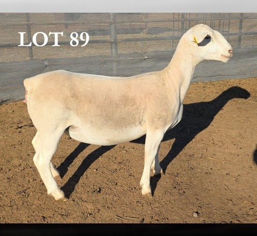 1 X WIT DORPER T4 PREGNANT EWE MICKEY PHILLIPS WIT DORPERS
