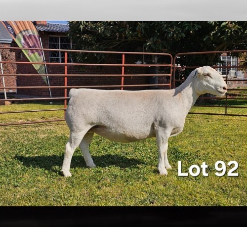 1 X WIT DORPER T5 PREGNANT EWE LUKAS BURGER WIT DORPERS