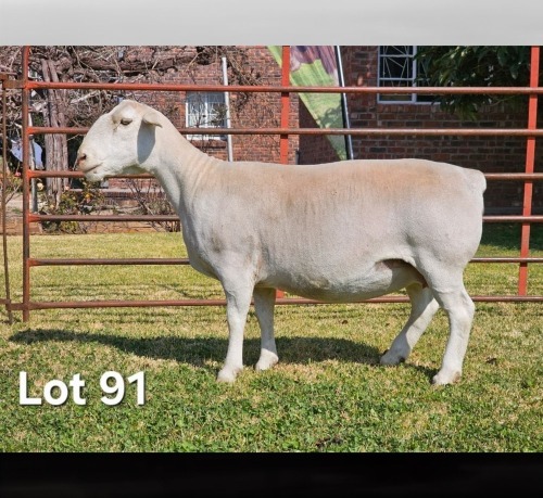 1 X WIT DORPER T5 PREGNANT EWE LUKAS BURGER WIT DORPERS