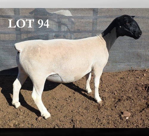 1 X DORPER T5 PREGNANT EWE MICKEY PHILLIPS DORPERS