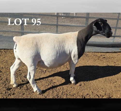 1 X DORPER T5 PREGNANT EWE MICKEY PHILLIPS DORPERS