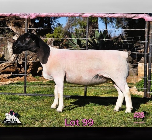 1 X DORPER T3 EWE PINK SHEEP DORPERS