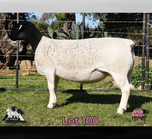 1 X DORPER T3 EWE PINK SHEEP DORPERS