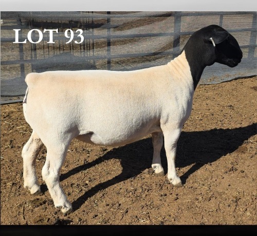 1 X DORPER T4 PREGNANT EWE MICKEY PHILLIPS DORPERS