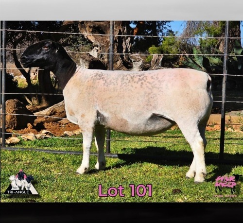 WITHDRAWN - 1 X DORPER EWE PINK SHEEP DORPERS