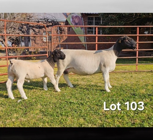 1+1 X DORPER T5 PREGNANT EWE LUKAS BURGER DORPERS