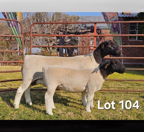 1+1 X DORPER T3 EWE LUKAS BURGER DORPERS