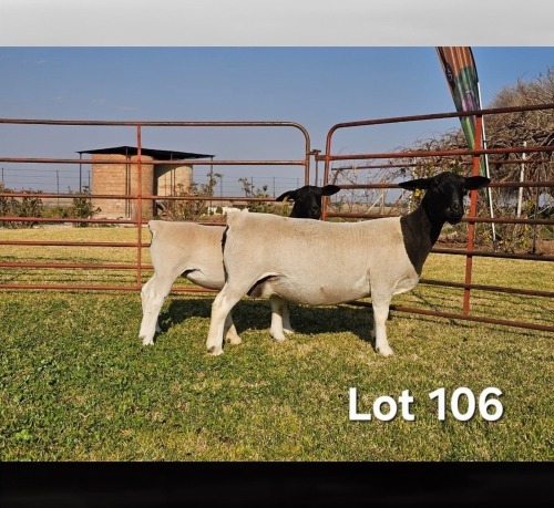1+1 X DORPER T5 EWE LUKAS BURGER DORPERS
