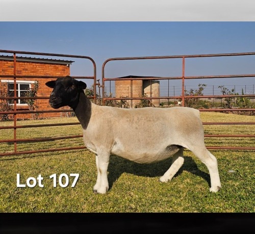 1 X DORPER T4 PREGNANT EWE LUKAS BURGER DORPERS