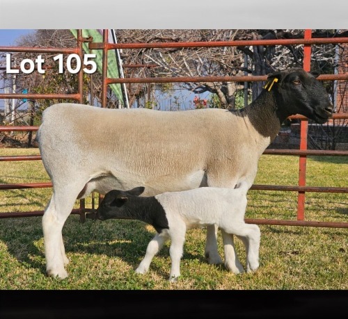 1+2 X DORPER T3 EWE LUKAS BURGER DORPERS
