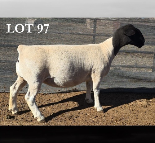 1 X DORPER T4 PREGNANT EWE MICKEY PHILLIPS DORPERS