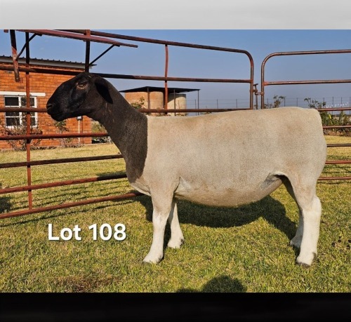 1 X DORPER T5 PREGNANT EWE LUKAS BURGER DORPERS