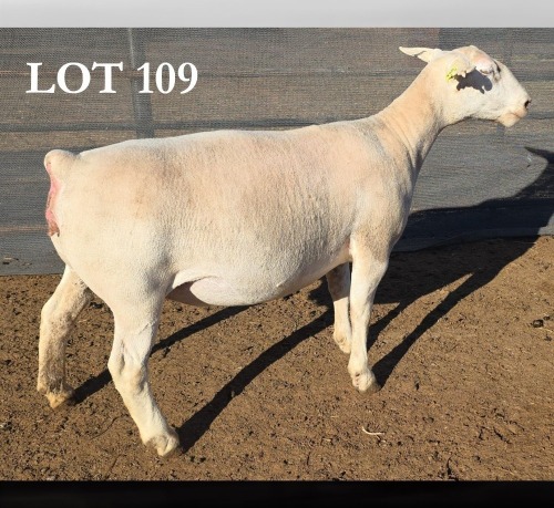 WITHDRAWN - 1 X WIT DORPER EWE MICKEY PHILLIPS WIT DORPERS