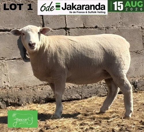 1 X ILE DE FRANCE STUD PREGNANT EWE JANCOR