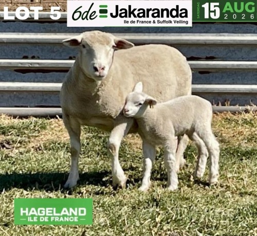 1+1 X ILE DE FRANCE STUD EWE HAGELAND