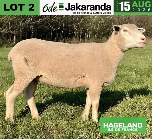 1 X ILE DE FRANCE STUD PREGNANT EWE HAGELAND