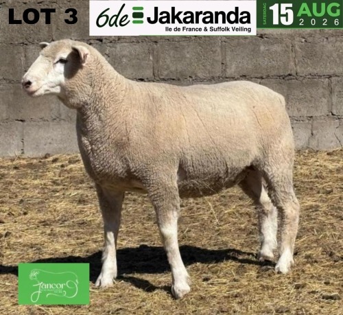 1 X ILE DE FRANCE STUD PREGNANT EWE JANCOR