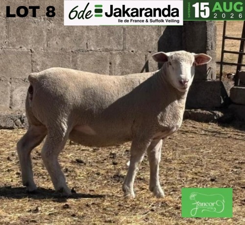 1 X ILE DE FRANCE STUD PREGNANT EWE JANCOR