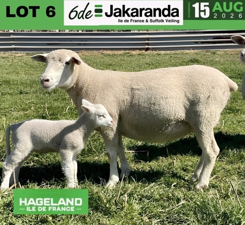 1+1 X ILE DE FRANCE STUD EWE HAGELAND