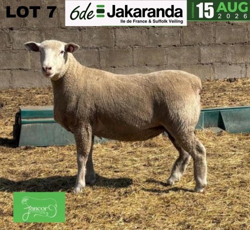 1 X ILE DE FRANCE STUD EWE JANCOR