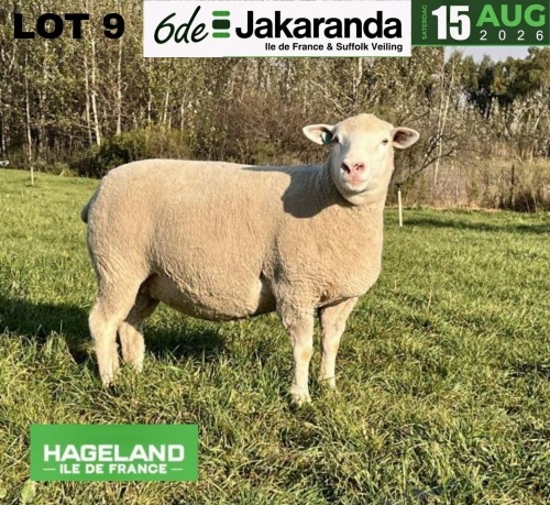 1 X ILE DE FRANCE STUD PREGNANT EWE HAGELAND
