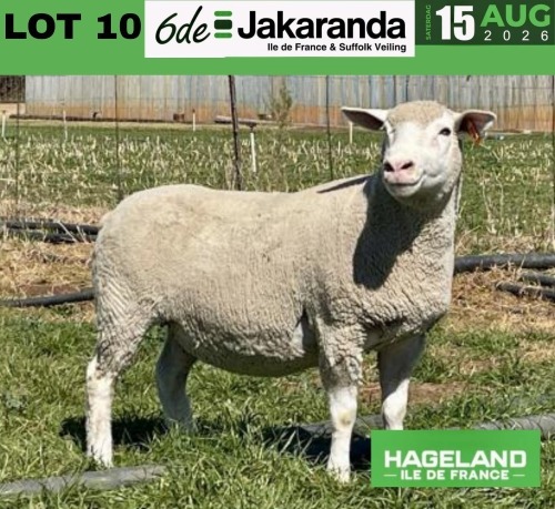 1 X ILE DE FRANCE STUD EWE HAGELAND