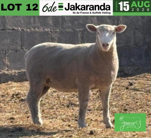 1 X ILE DE FRANCE STUD PREGNANT EWE JANCOR