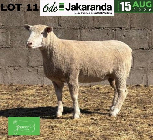 1 X ILE DE FRANCE STUD EWE JANCOR