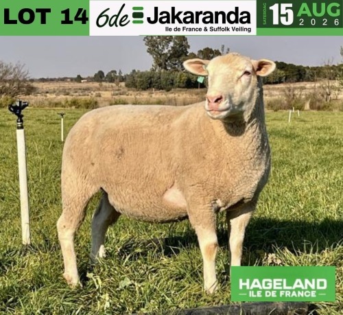 1 X ILE DE FRANCE STUD PREGNANT EWE HAGELAND