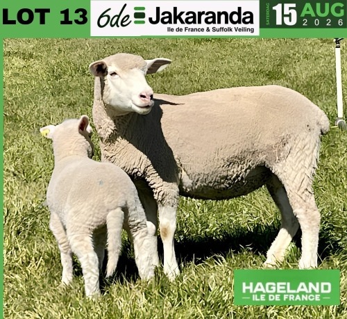 1+1 X ILE DE FRANCE STUD EWE HAGELAND