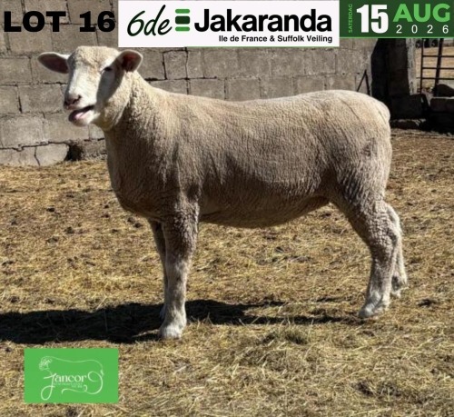 1 X ILE DE FRANCE STUD EWE JANCOR