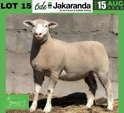 1 X ILE DE FRANCE STUD EWE JANCOR