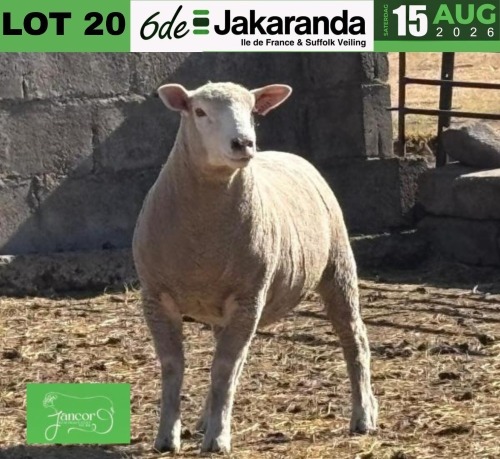 1 X ILE DE FRANCE STUD PREGNANT EWE JANCOR