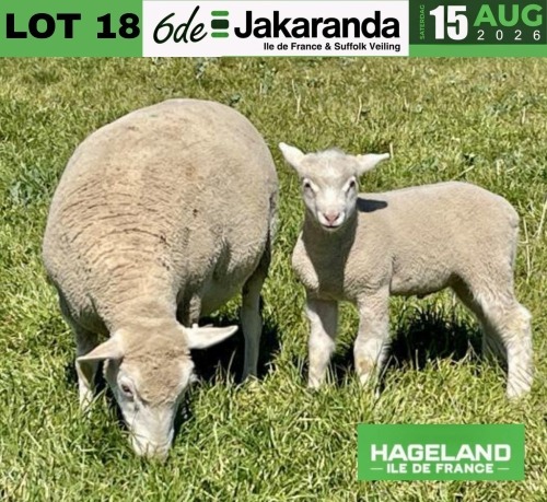 1+1 X ILE DE FRANCE STUD EWE HAGELAND