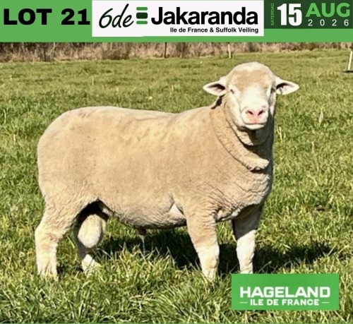 1 X ILE DE FRANCE STUD RAM HAGELAND