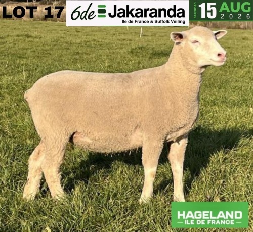 1 X ILE DE FRANCE STUD PREGNANT EWE HAGELAND